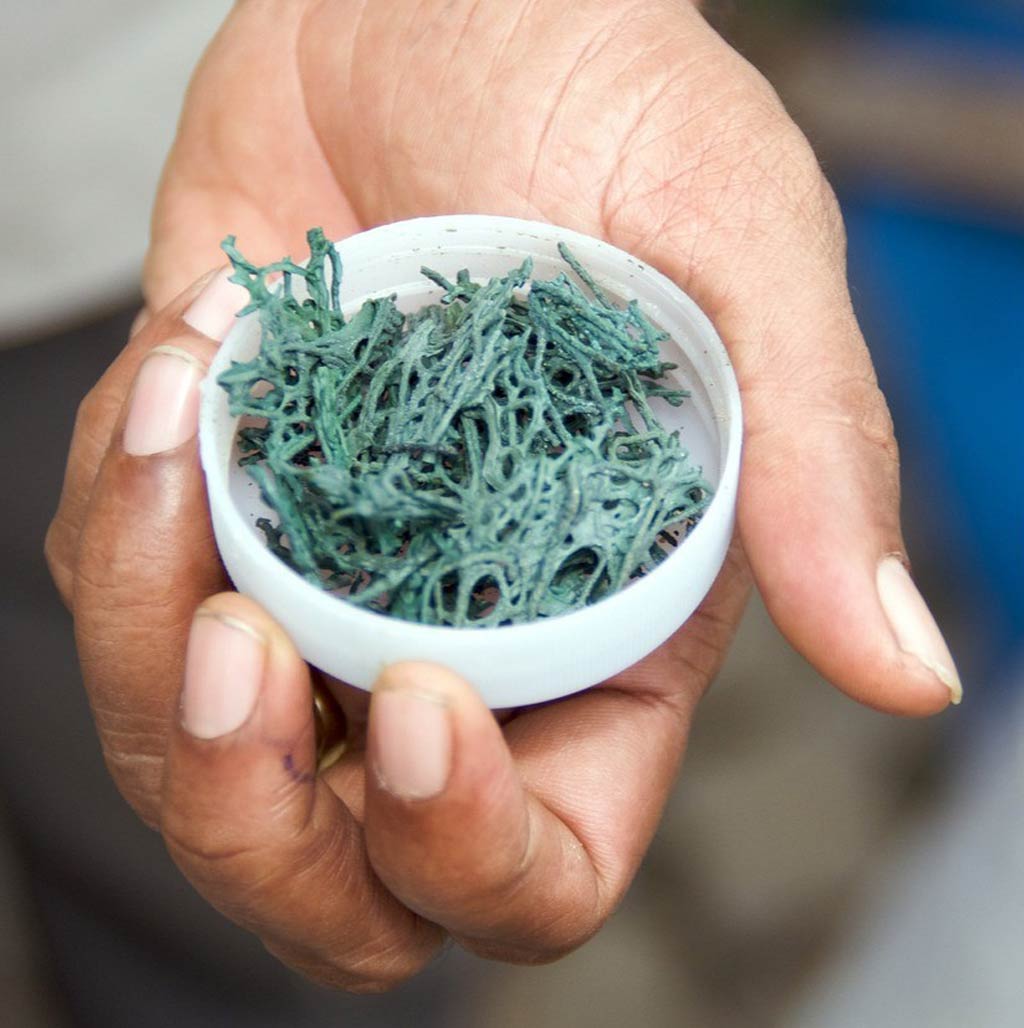 Blue Spirulina algae